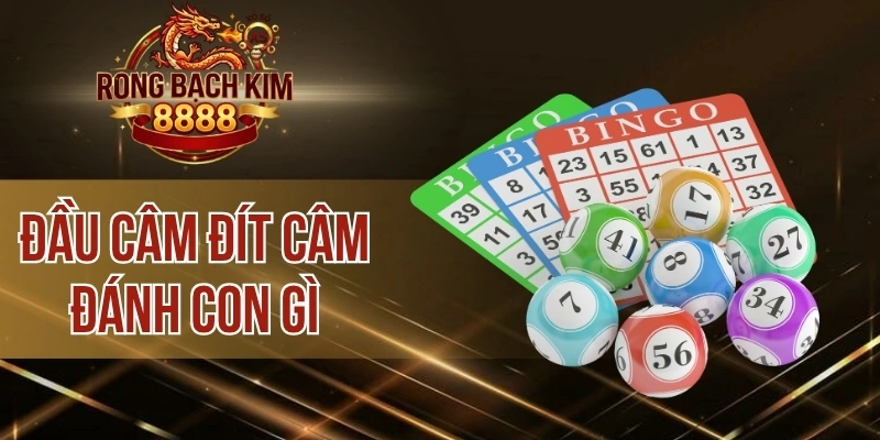 Đầu Câm Đít Câm Đánh Con Gì – Tổng Hợp Loạt Con Số Chính Xác