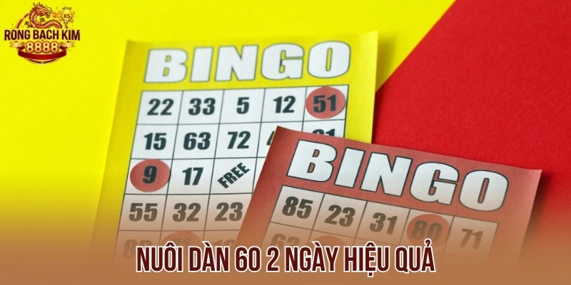 Nuôi dàn 60 2 ngày hiệu quả