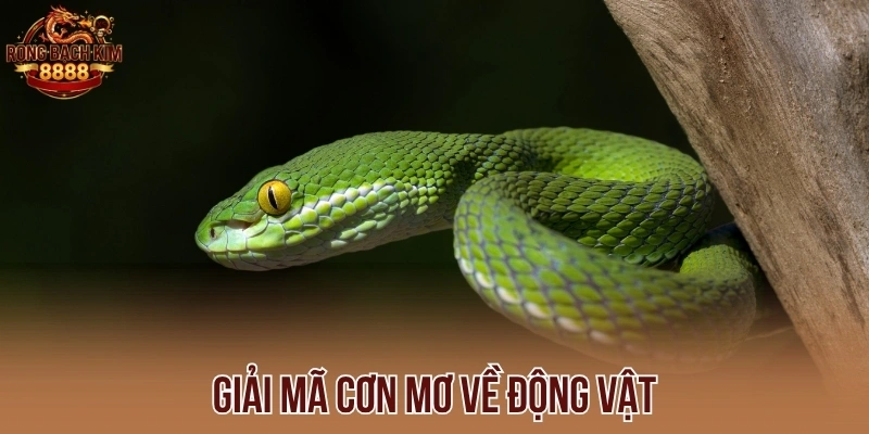 Giải mã cơn mơ về động vật